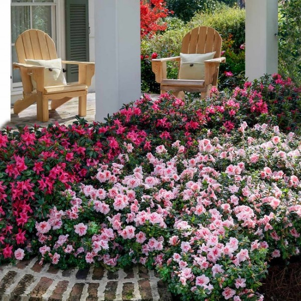 Autumn Belle Encore Azalea