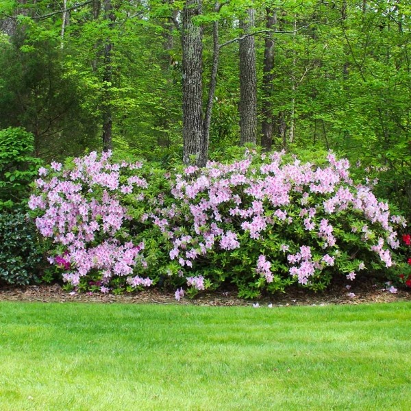 Autumn Belle Encore Azalea