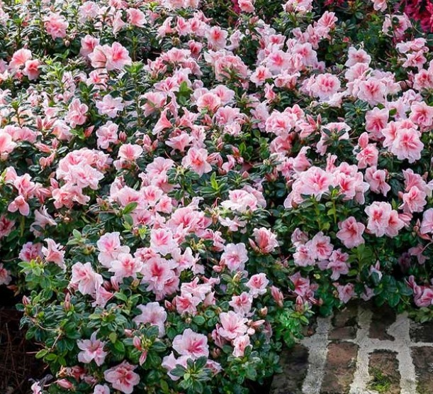 Autumn Belle Encore Azalea