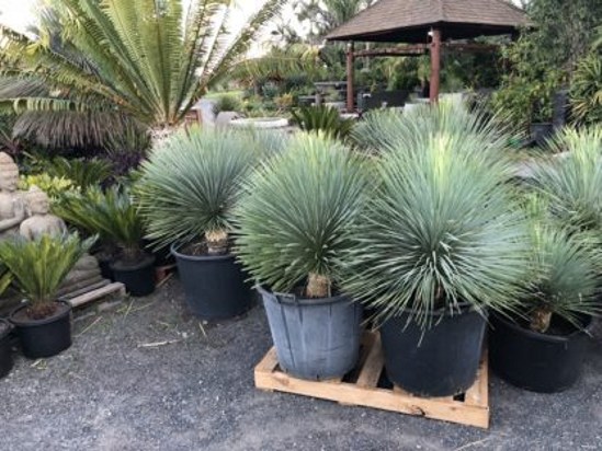 Sapphire Skies Beaked Blue Yucca