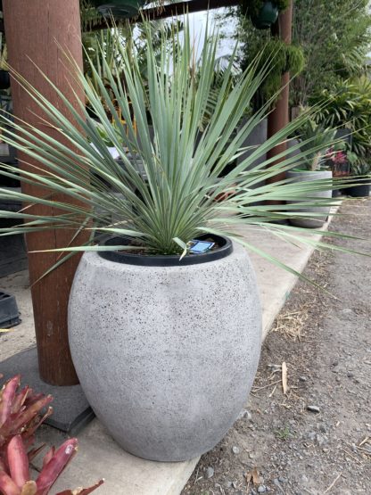 Sapphire Skies Beaked Blue Yucca