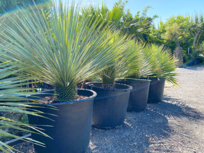 Sapphire Skies Beaked Blue Yucca