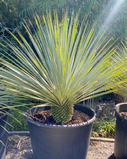Sapphire Skies Beaked Blue Yucca