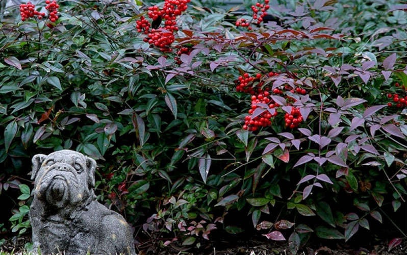 Harbor Belle Dwarf Nandina