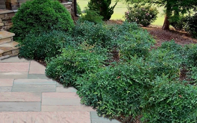 Harbor Belle Dwarf Nandina