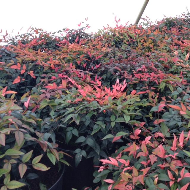 Harbor Belle Dwarf Nandina