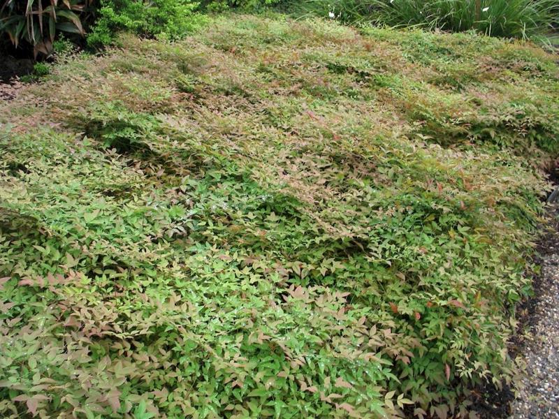 Harbor Belle Dwarf Nandina