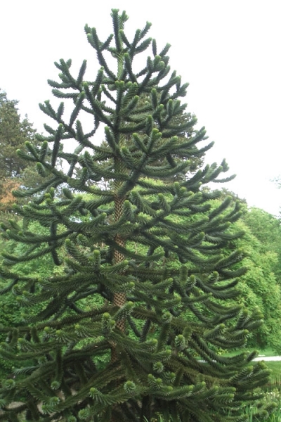 Monkey Puzzle Tree