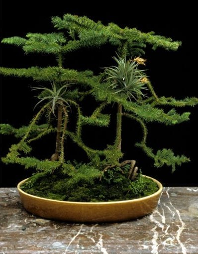 Monkey Puzzle Tree