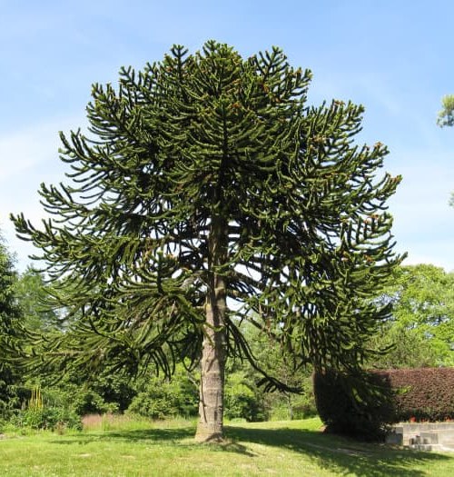 Monkey Puzzle Tree