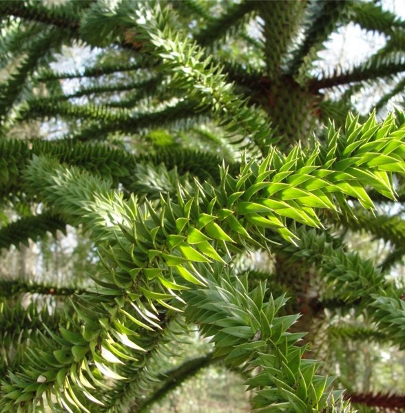 Monkey Puzzle Tree
