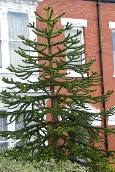 Monkey Puzzle Tree