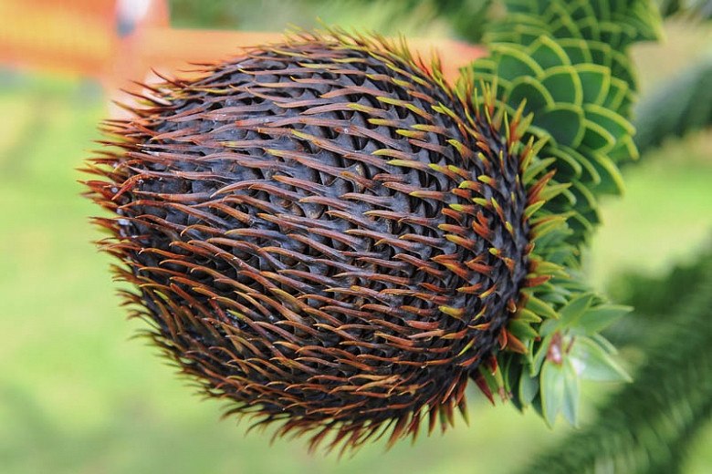 Monkey Puzzle Tree