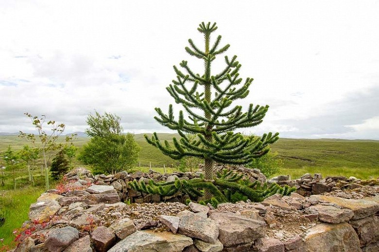 Monkey Puzzle Tree