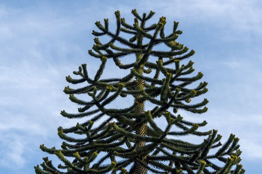 Monkey Puzzle Tree