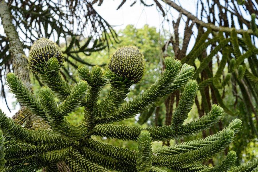 Monkey Puzzle Tree