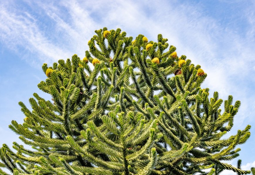 Monkey Puzzle Tree