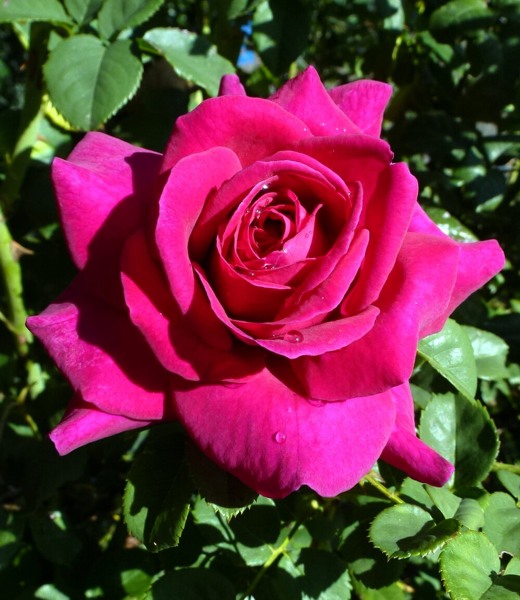 Brindabella Purple Prince Shrub Rose