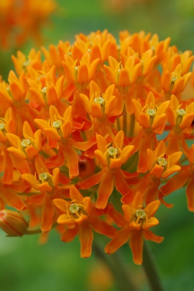 Orange Butterfly Milkweed