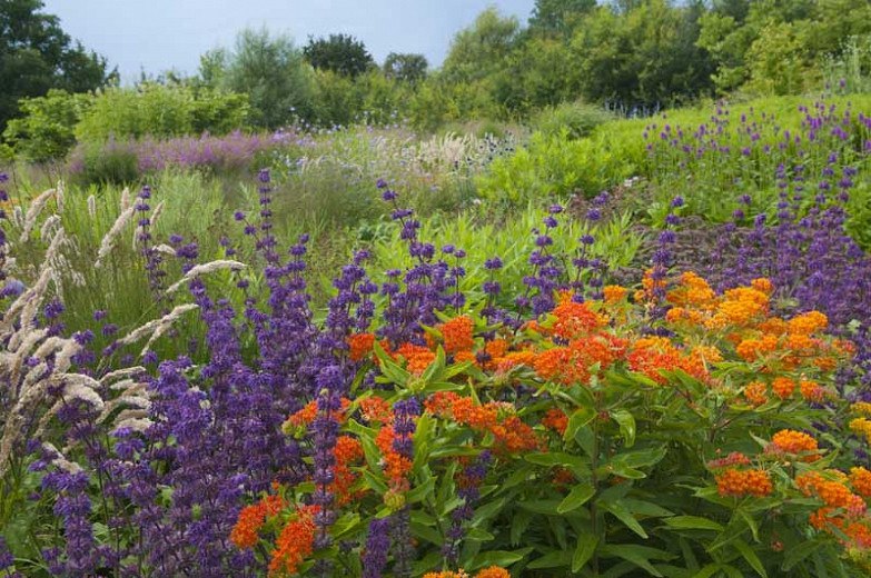 Orange Butterfly Milkweed