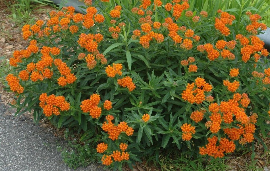 Orange Butterfly Milkweed