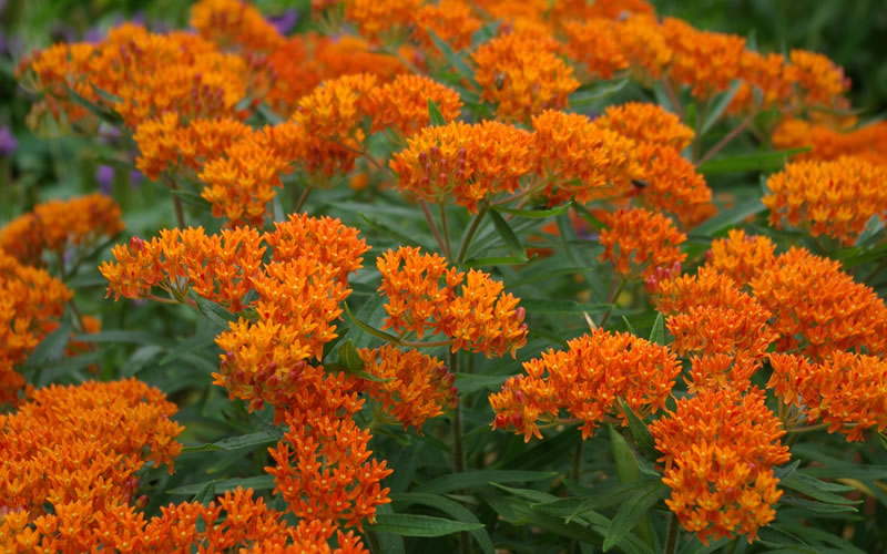 Orange Butterfly Milkweed