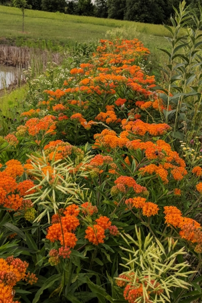 Orange Butterfly Milkweed