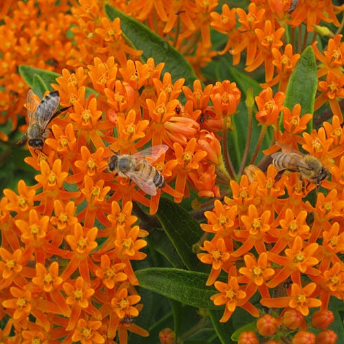 Orange Butterfly Milkweed