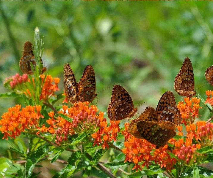 Orange Butterfly Milkweed