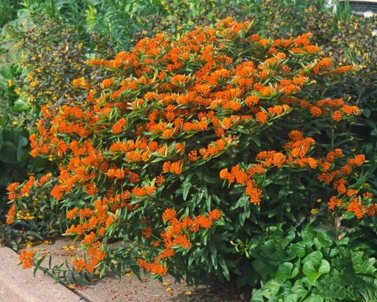 Orange Butterfly Milkweed
