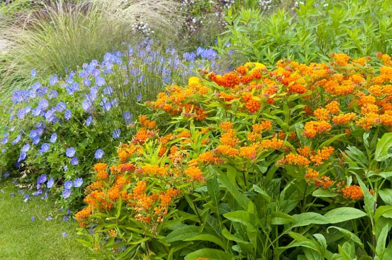 Orange Butterfly Milkweed