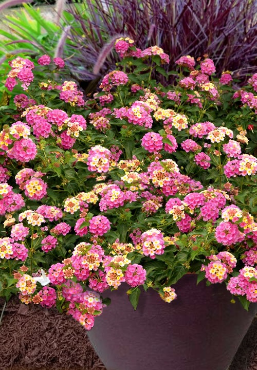 Chapel Hill Pink Huff Hardy Lantana