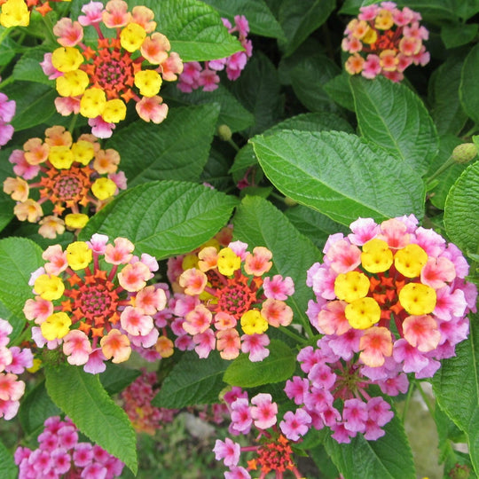 Chapel Hill Pink Huff Hardy Lantana