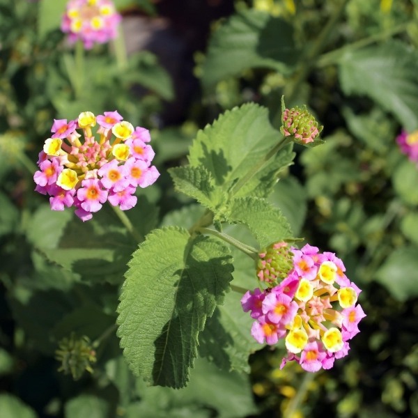 Chapel Hill Pink Huff Hardy Lantana