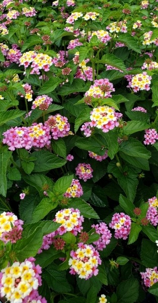 Chapel Hill Pink Huff Hardy Lantana