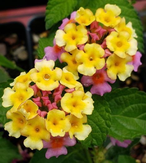 Chapel Hill Pink Huff Hardy Lantana