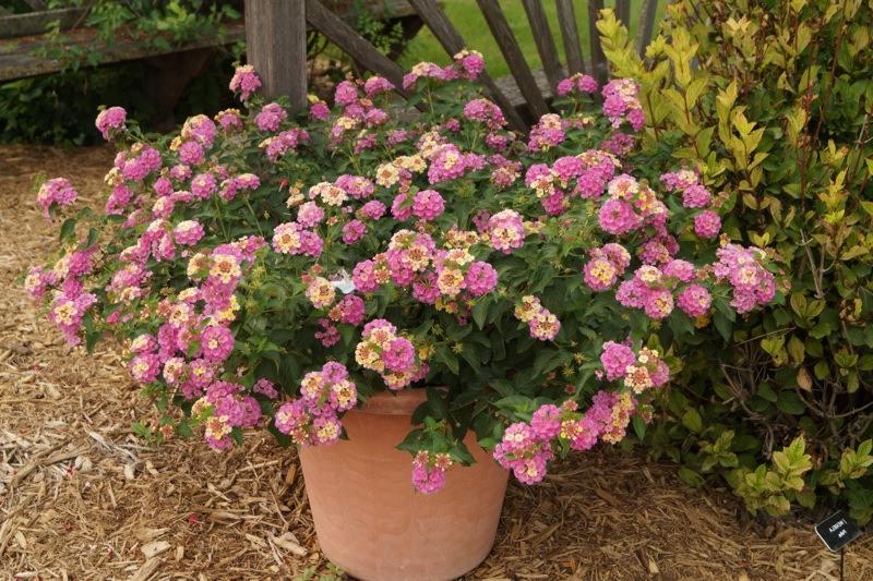 Chapel Hill Pink Huff Hardy Lantana