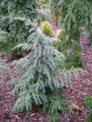 Divinely Blue Deodar Cedar Tree