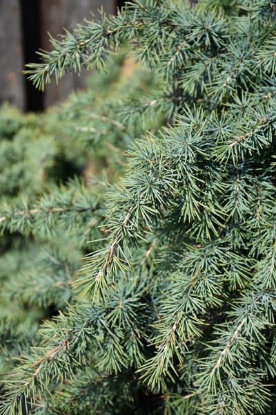 Divinely Blue Deodar Cedar Tree