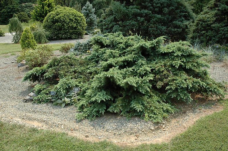 Divinely Blue Deodar Cedar Tree
