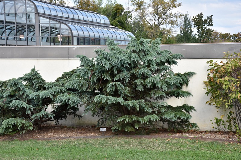 Divinely Blue Deodar Cedar Tree