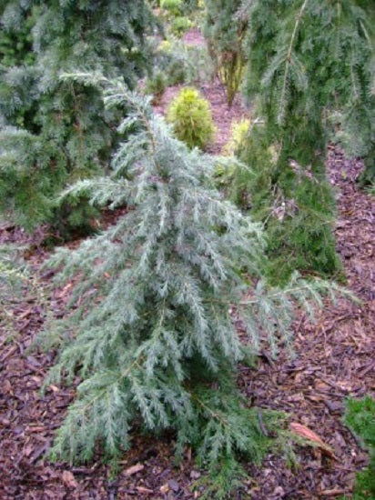 Divinely Blue Deodar Cedar Tree