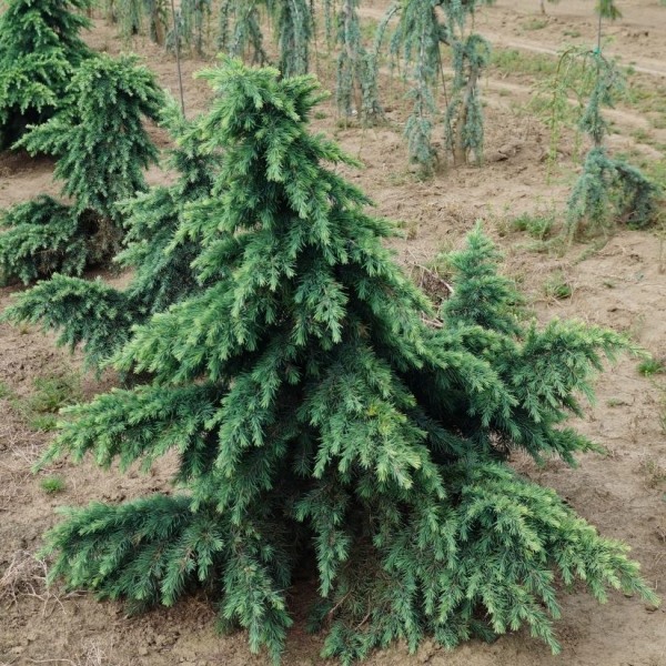 Divinely Blue Deodar Cedar Tree