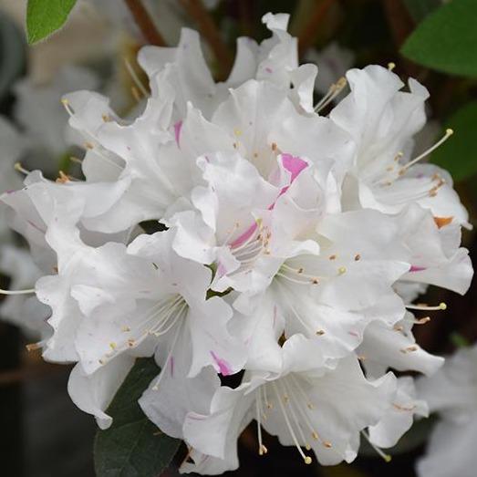 Autumn Lily Encore Azalea