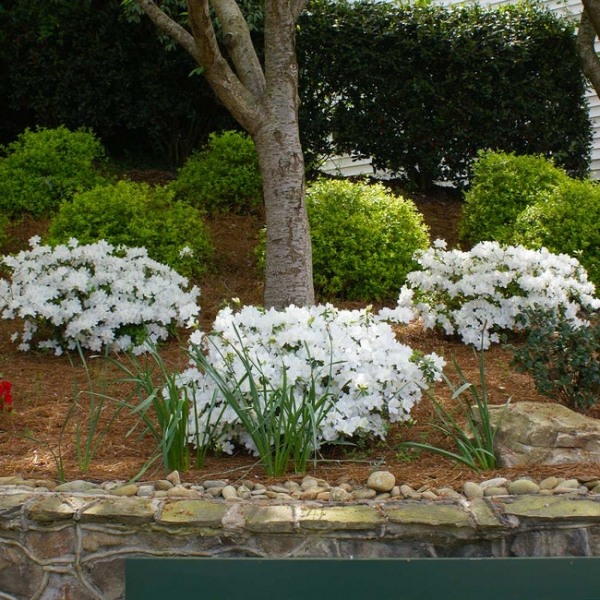 Autumn Lily Encore Azalea