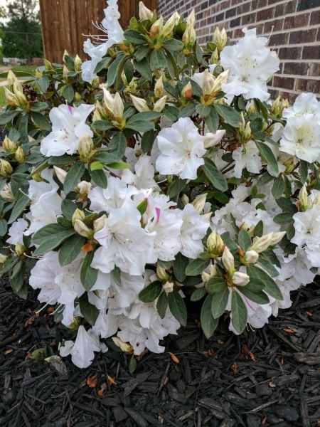 Autumn Lily Encore Azalea