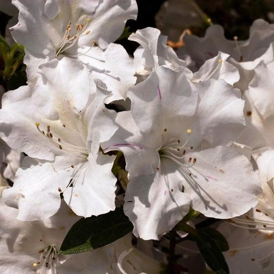 Autumn Lily Encore Azalea