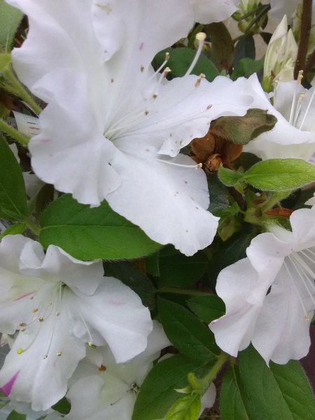 Autumn Lily Encore Azalea