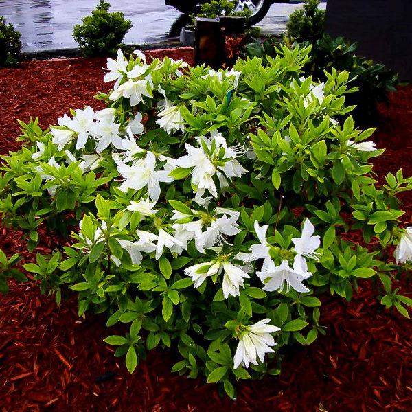 Autumn Lily Encore Azalea