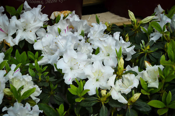 Autumn Lily Encore Azalea